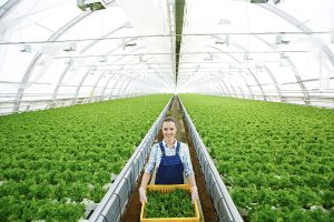 Blanchiment de serres par drone